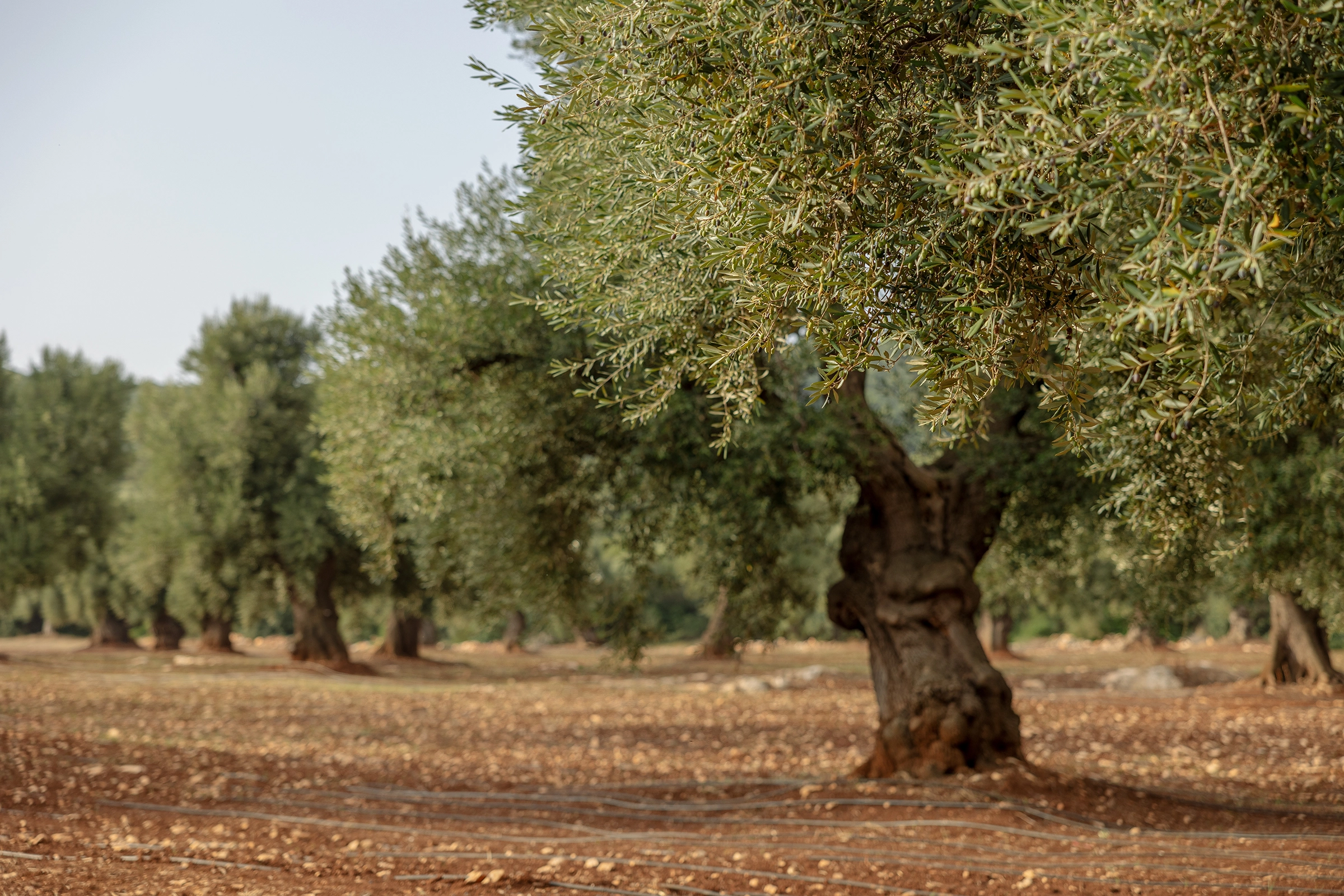 Olio Talarico Chi Siamo