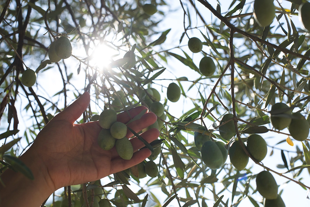 Olio Talarico Prodotti